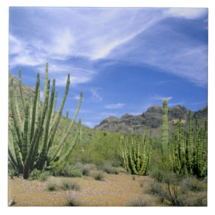 Carreau Cactus du désert au Monument national de la Tuyère