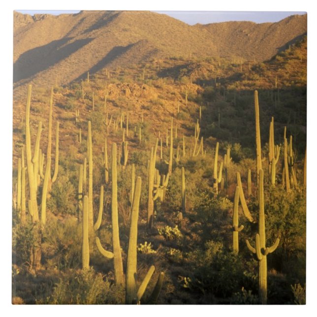 Carreau Cactus du Saguaro près du parc national du Saguaro (Devant)