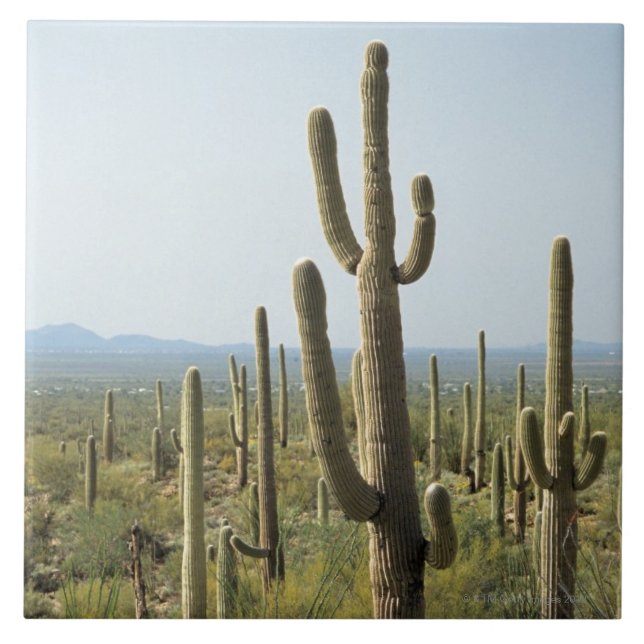 Carreau Cactus en parc national de Saguaro, Arizona 2 (Devant)