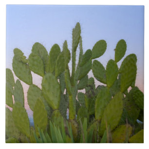 Carreau Cactus et sisal en forêt sèche
