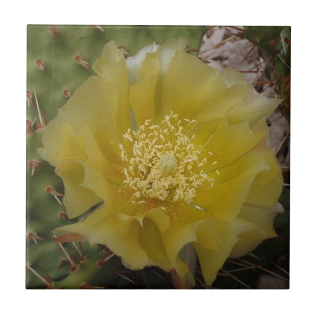 Carreau Cactus jaune en fleurs (Devant)