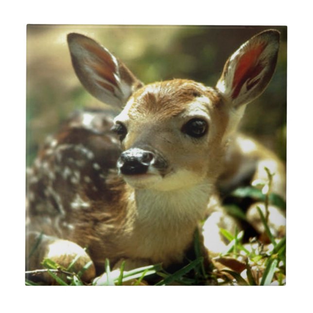 Carreau Cadeaux de cerfs de bébés (Devant)