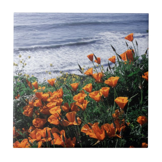 Carreau Californie, Big Sur Coast, Californie Pavot (Devant)