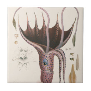 Carreau Calmar parapluie, Animaux marins vintage
