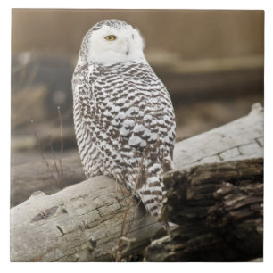 Carreau Canada, Boundary Bay, Snowy Owl