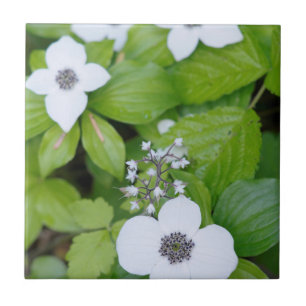 Carreau Canada, Colombie-Britannique. Dogwood nain