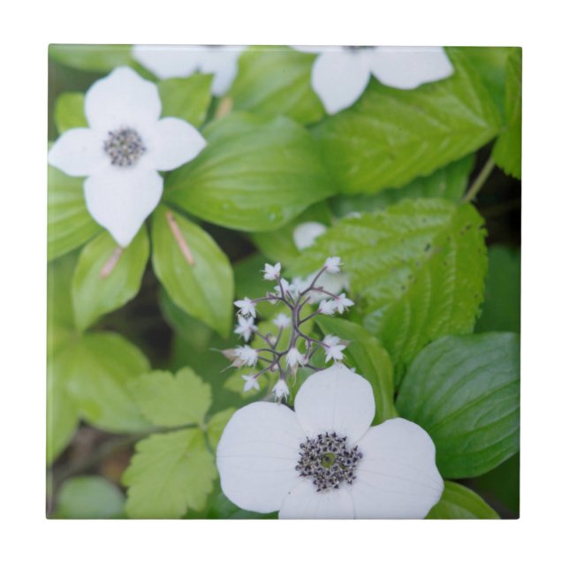 Carreau Canada, Colombie-Britannique. Dogwood nain (Devant)