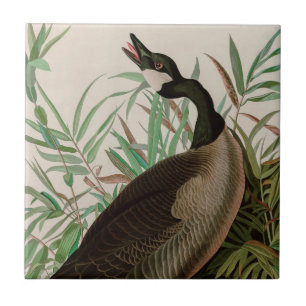 Carreau Canada Goose Birds of America Audubon