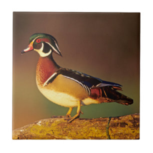 Carreau Canard à bois mâle, Illinois