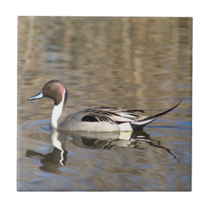 Carreau Canard À Pintail Nage Dans Un Étang