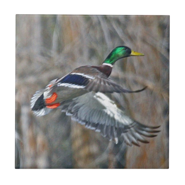 Carreau Canard de Drake en vol (Devant)