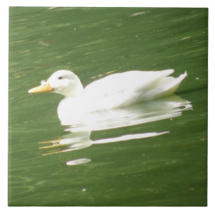 Carreau Canard sur la nappe d'eau