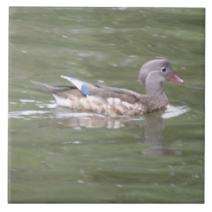 Carreau Canard sur le lac Carrelé