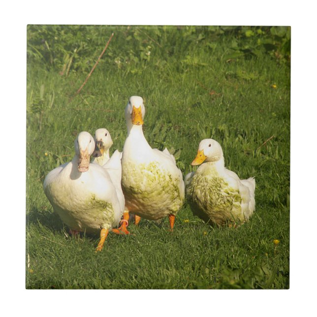 Carreau canards, vivants, prairies, animaux, ferme, vie ru (Devant)