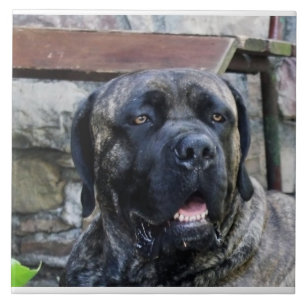 Carreau cane corso gris bringé