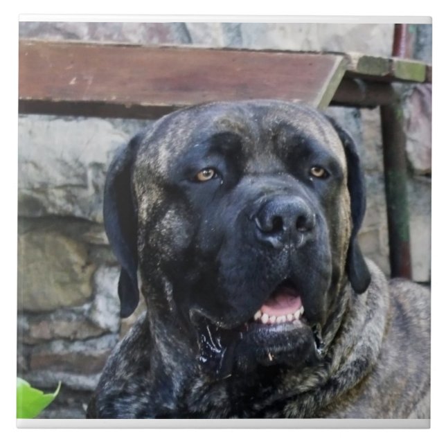 Carreau cane corso gris bringé (Devant)