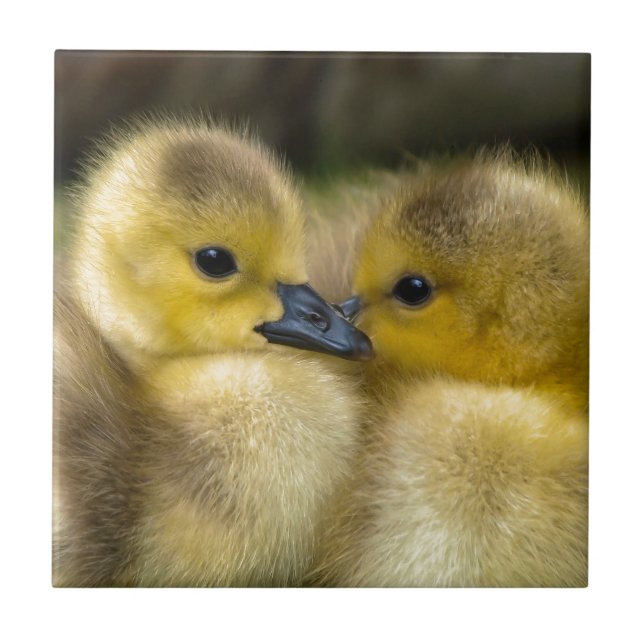 Carreau Canetons pelucheux jaunes mignons, canards de bébé (Devant)