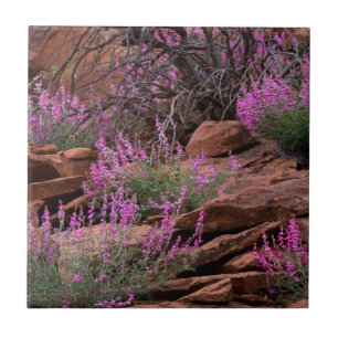 Carreau Capitol Reef National Park, Utah, États-Unis