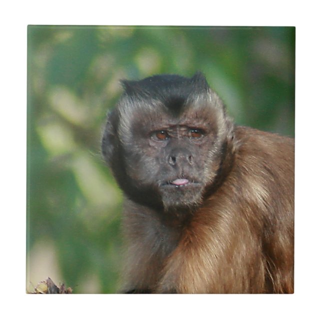 Carreau Capuchin Singe Mignonne Mais Cranky (Devant)