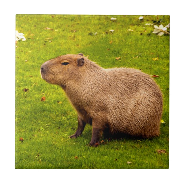Carreau Capybara (Devant)