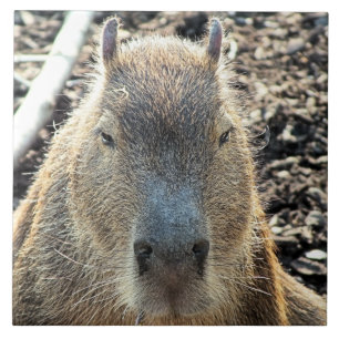 CARREAU CAPYBARA
