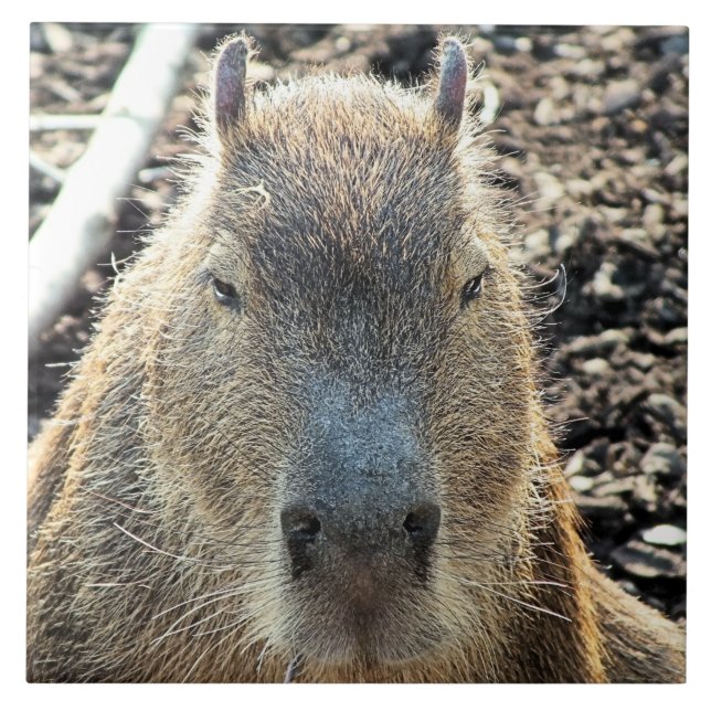 CARREAU CAPYBARA (Devant)