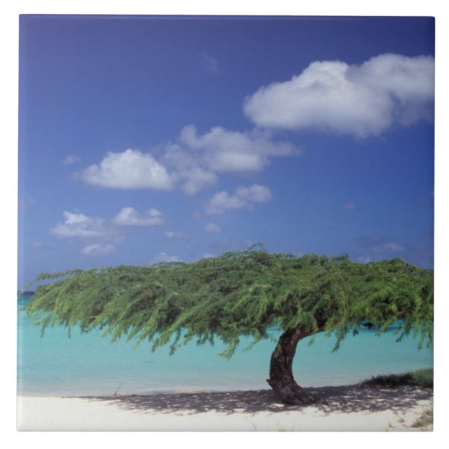 Carreau Caraïbes, Aruba. Plage d'Eagle (Devant)