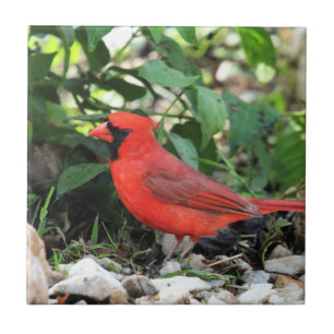 Carreau Cardinal