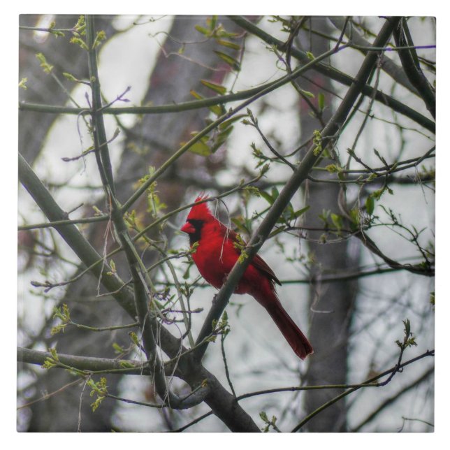 Carreau Cardinal (Devant)