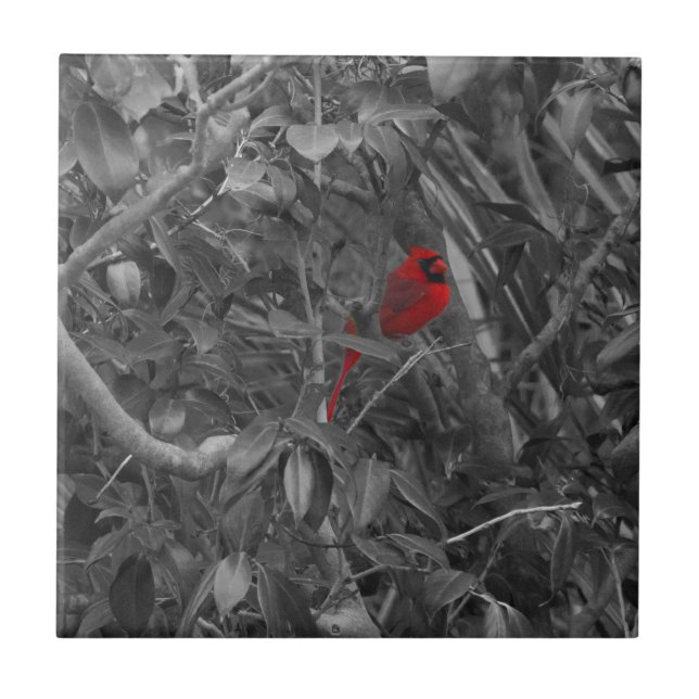 Carreau Cardinal dans une tuile d'arbre (Devant)