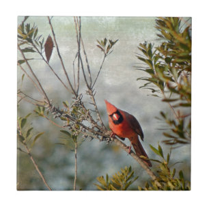 Carreau Cardinal de Wax Myrtle