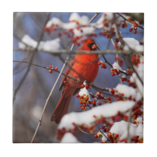 Carreau Cardinal du nord