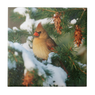 Carreau Cardinal du Nord dans un arbre, Illinois