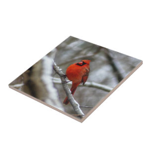 Carreau Cardinal masculin