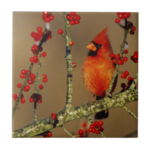 Carreau Cardinal rouge mâle perché, IL