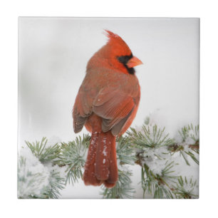 Carreau Cardinal rouge mâle sur Cèdre de l'Atlas bleu