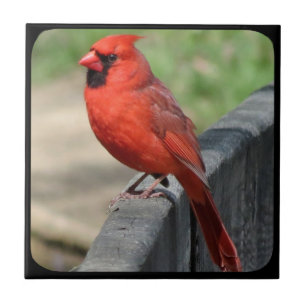 CARREAU CARDINAL SUR LA BARRIÈRE-2
