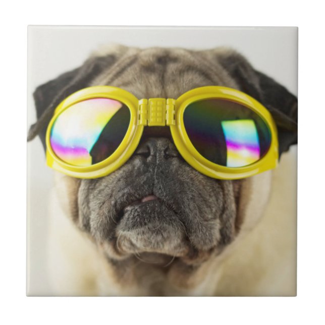 Carreau Carlin avec lunettes (Devant)