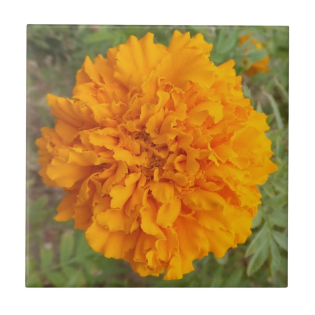Carreau Carnation orange (Devant)
