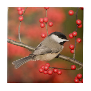 Carreau Carolina Chickadee on Common Winterberry Bush