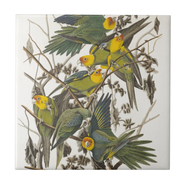 Carreau Carolina Parrot - John James Audubon (1827-1838) (Devant)
