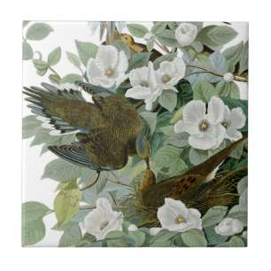Carreau Carolina Pigeon Audubon Morning Dove