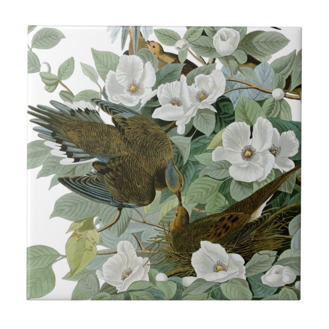Carreau Carolina Pigeon Audubon Morning Dove (Devant)