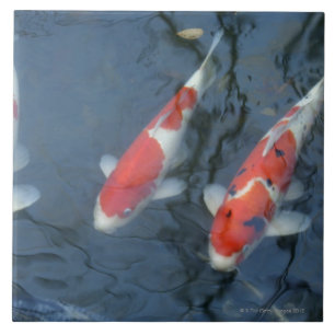 Carreau Carpe de Koi dans l'étang, vue courbe