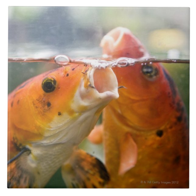 Carreau Carpes de Koi (Devant)