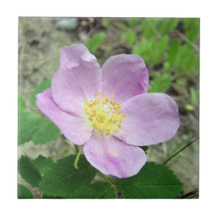 Carreau carré de 10,8 cm x 10,8 cm Fleur rose de W