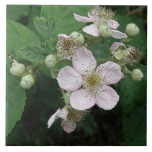 Carreau Carrelage Blackberry Flowers