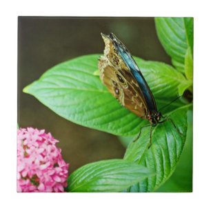 Carreau Carrelage bleu Morpho 143