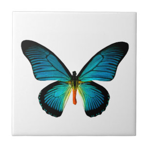 Carreau Carrelage bleu papillon