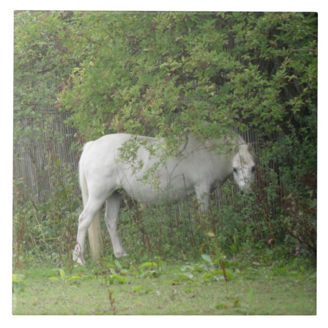 Carreau Carrelage Cheval Blanc timide (Devant)